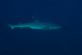 Komodo 2016 - Whitetip reef shark - Requin corail - Triaenodon obesus - IMG_6709_rc